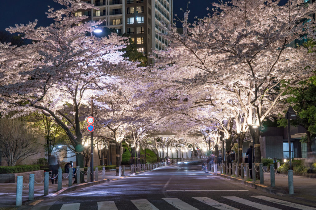 Tokyo skyscrapers in spring