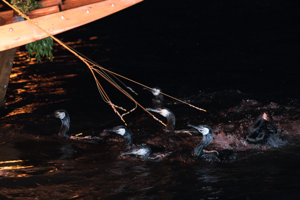 cormorant fishing Japan