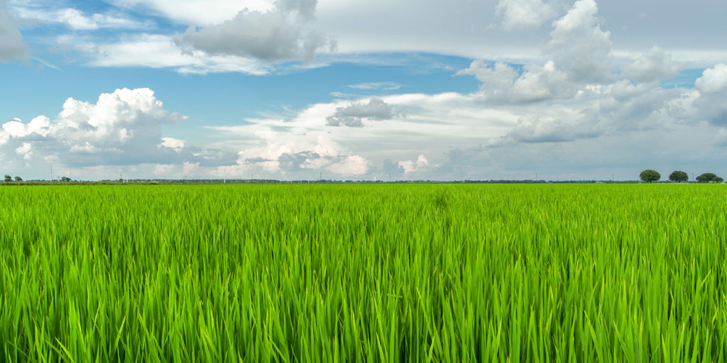 Texas rice field