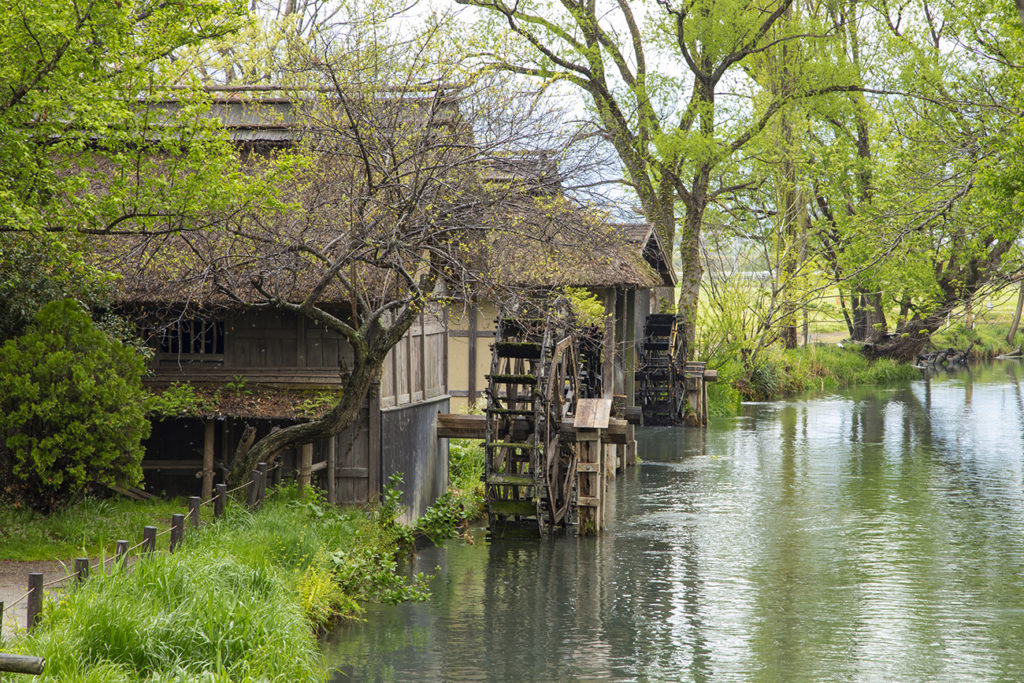 Daio Wasabi Farm in Kurosawa's "Dreams"